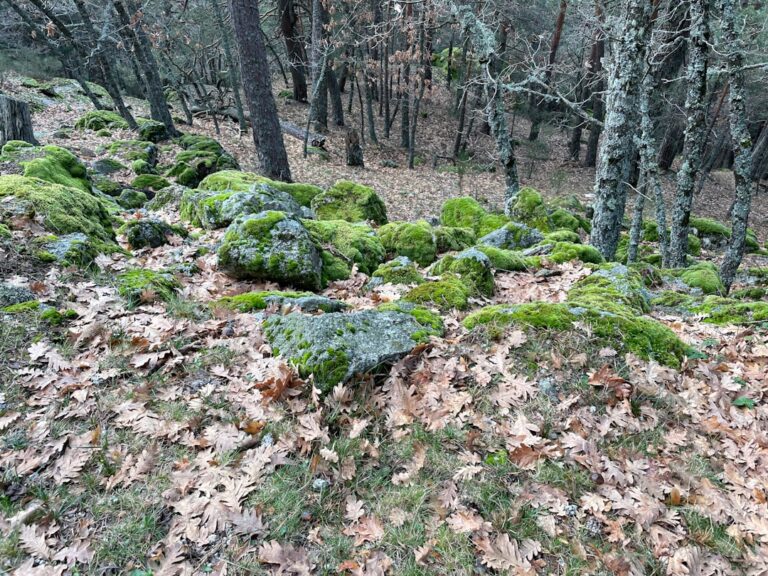 découvrez les enterrements écologiques, une alternative respectueuse de l'environnement pour un dernier hommage naturel et durable.