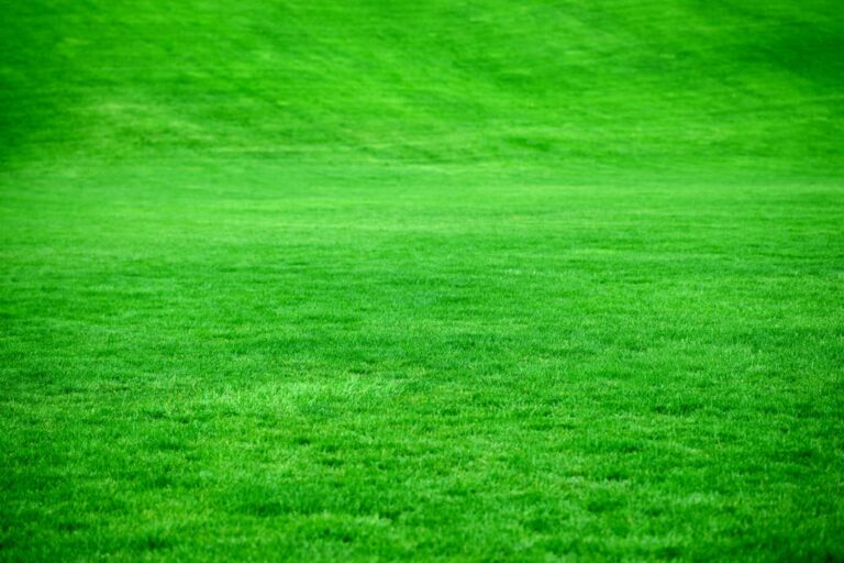 découvrez tout sur le fond vert (green screen) : techniques, utilisations en vidéo et photo, conseils pour un rendu professionnel et conseils d'installation.