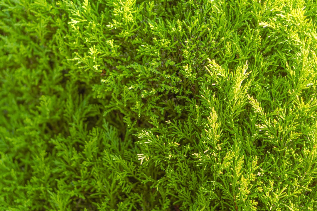 découvrez l'importance des déchets verts dans le jardinage durable. apprenez comment composter vos déchets organiques, réduire votre empreinte écologique et enrichir votre sol grâce à des méthodes éco-responsables.