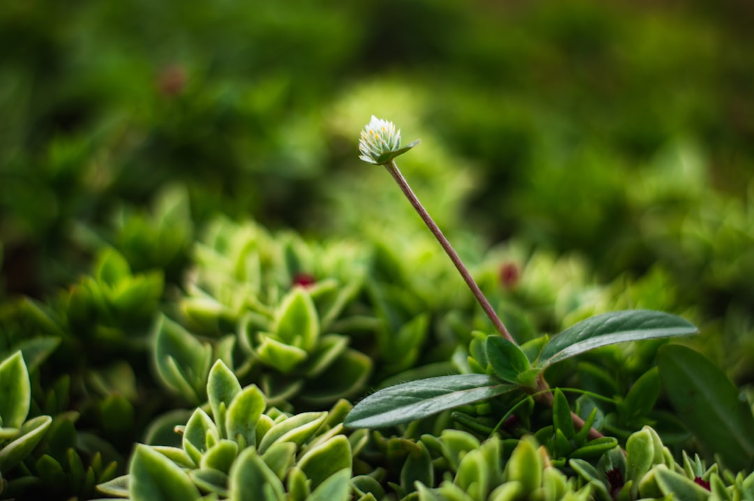 découvrez l'importance des déchets verts dans le recyclage et le compostage. apprenez comment gérer vos déchets organiques de jardin pour réduire votre impact sur l'environnement et favoriser un écosystème durable.
