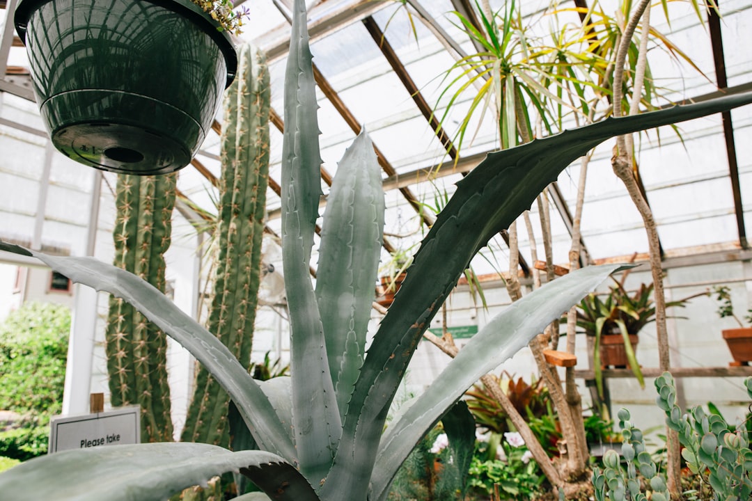 découvrez nos solutions efficaces de protection contre la chaleur pour vos plantes afin de préserver leur santé et favoriser leur croissance même en période de forte chaleur.