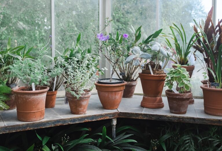 protégez vos plantes de la chaleur excessive grâce à des solutions efficaces de protection thermique adaptées à tous les types de végétation.