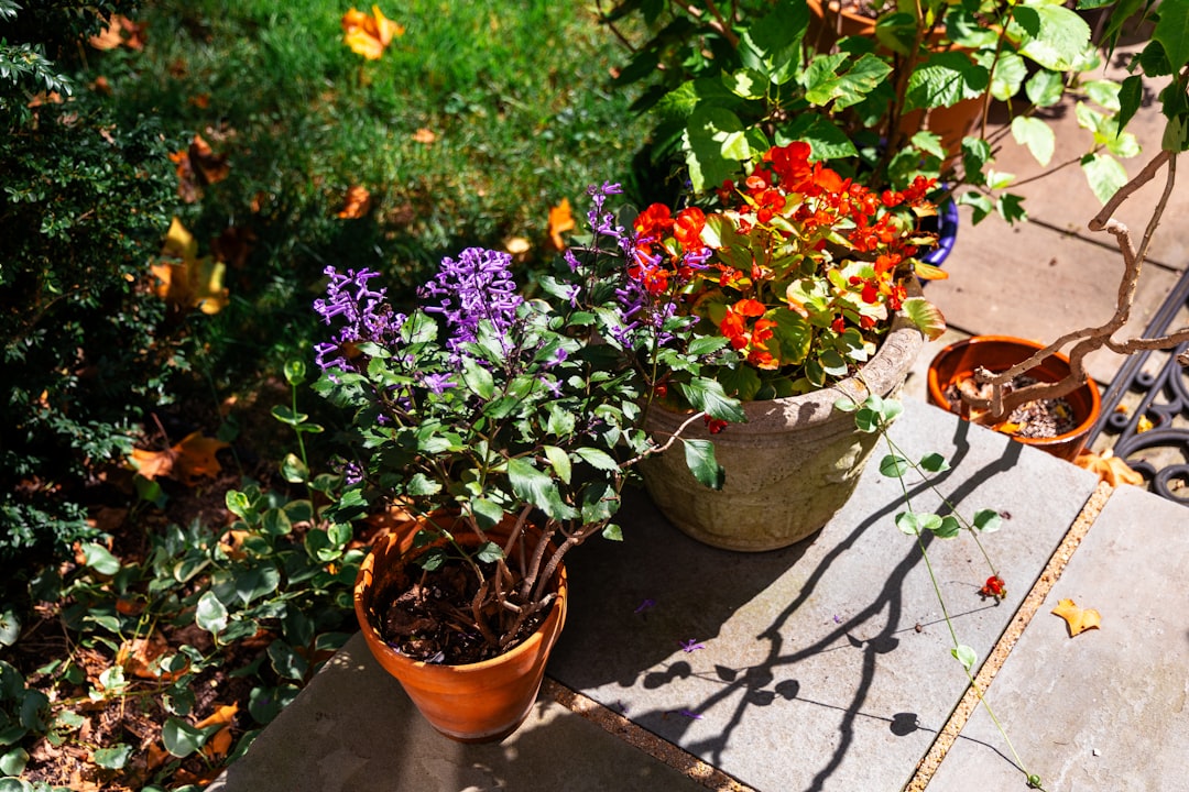 découvrez notre sélection de plantes en pot résistantes à la chaleur, idéales pour embellir votre jardin ou balcon même par temps chaud.