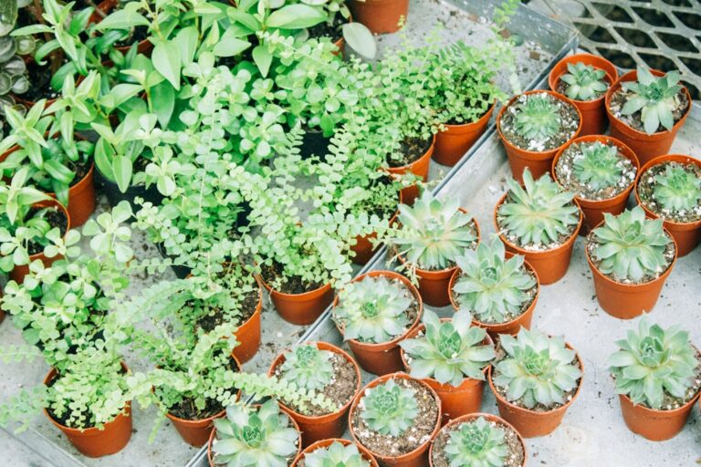 découvrez notre sélection de plantes en pot résistantes à la chaleur, idéales pour embellir votre jardin même par fortes températures.