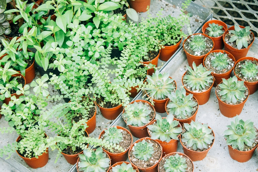 découvrez notre sélection de plantes en pot résistantes à la chaleur, idéales pour embellir votre jardin même par fortes températures.