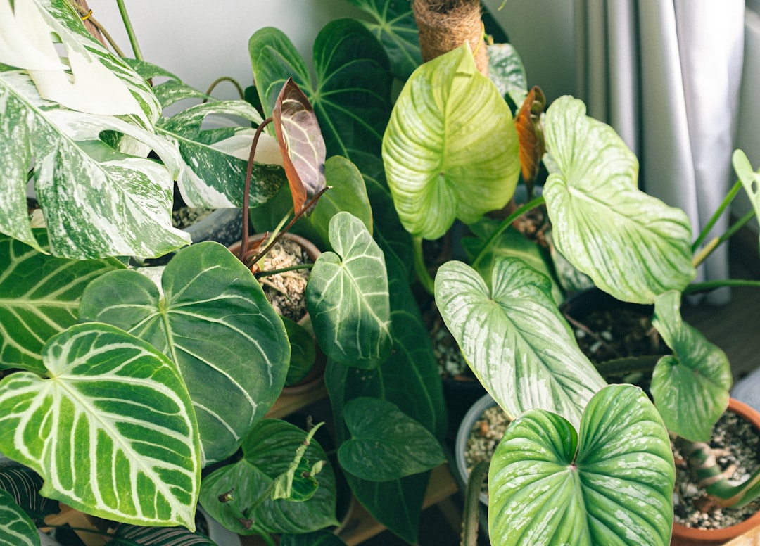 plantes en pot résistantes à la chaleur : découvrez notre sélection idéale pour embellir votre jardin même par fortes températures.