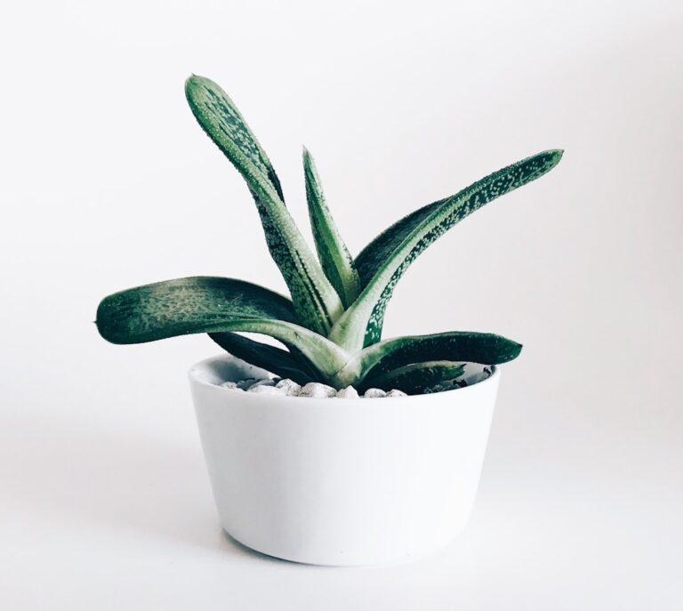 découvrez notre sélection de plantes en pot résistantes à la chaleur, idéales pour embellir vos espaces extérieurs même par forte température.