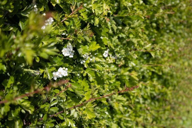 découvrez comment maîtriser et réduire la toxicité dans les stratégies de couverture (hedge) pour protéger efficacement vos investissements et optimiser vos rendements.