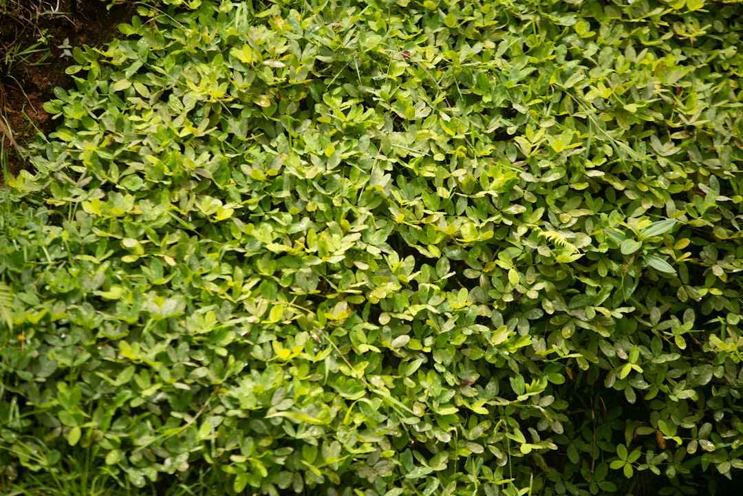 découvrez les meilleurs taille-haies pour entretenir votre jardin avec précision. explorez notre guide d'achat pour choisir le modèle idéal, que vous soyez professionnel ou amateur, et profitez de conseils d'experts pour un jardin impeccable.