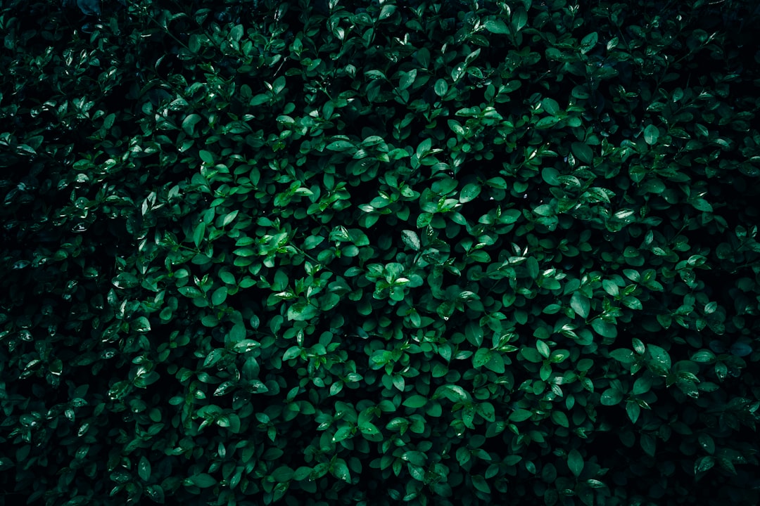 découvrez notre large sélection de taille-haies pour un jardin parfaitement entretenu. optimisez la taille de vos haies et arbustes avec facilité grâce à nos outils performants et ergonomiques. idéal pour les amateurs de jardinage, nos taille-haies garantissent des résultats professionnels et un entretien simplifié de votre extérieur.