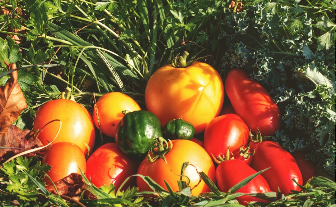 découvrez les légumes patrimoniaux, cultivés depuis des générations, offrant saveurs authentiques et diversité nutritionnelle pour une cuisine saine et traditionnelle.
