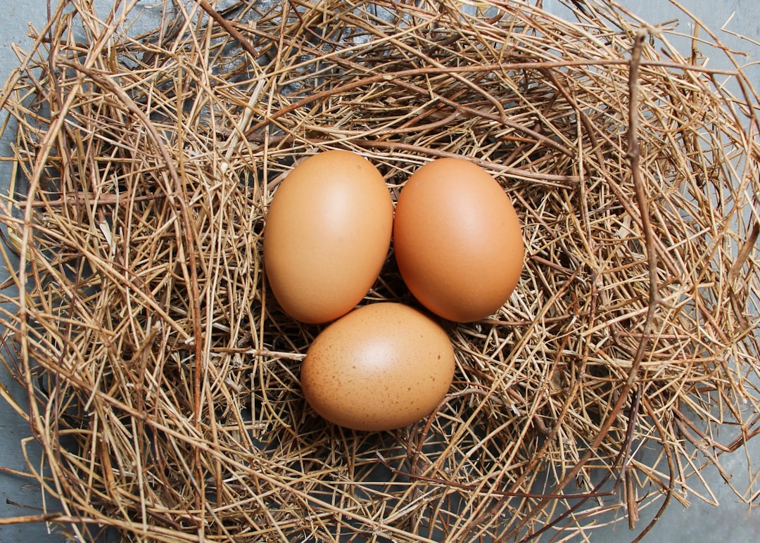 découvrez tout sur la production d'œufs de poule : techniques d'élevage, cycle de ponte, qualité des œufs et bonnes pratiques agricoles pour une production optimale.