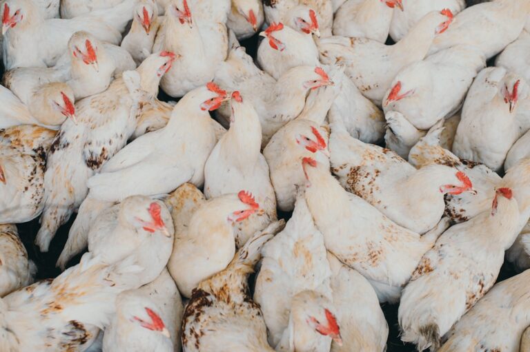 découvrez les méthodes et processus de la production d'œufs de poule, de l'élevage à la collecte, pour garantir des œufs frais et de qualité.