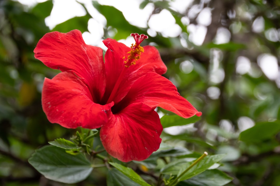 découvrez l'hibiscus herbacé, une plante ornementale aux grandes fleurs colorées, idéale pour embellir votre jardin avec une touche exotique et facile à entretenir.