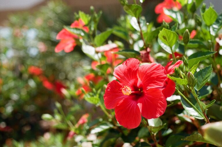 découvrez l'hibiscus herbacé, une plante ornementale aux fleurs colorées et éclatantes, idéale pour embellir votre jardin toute la saison.