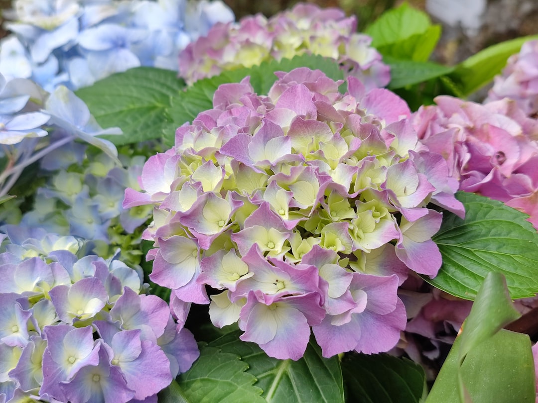 découvrez comment changer la couleur de vos hortensias grâce à des astuces simples et naturelles pour des fleurs toujours éclatantes.