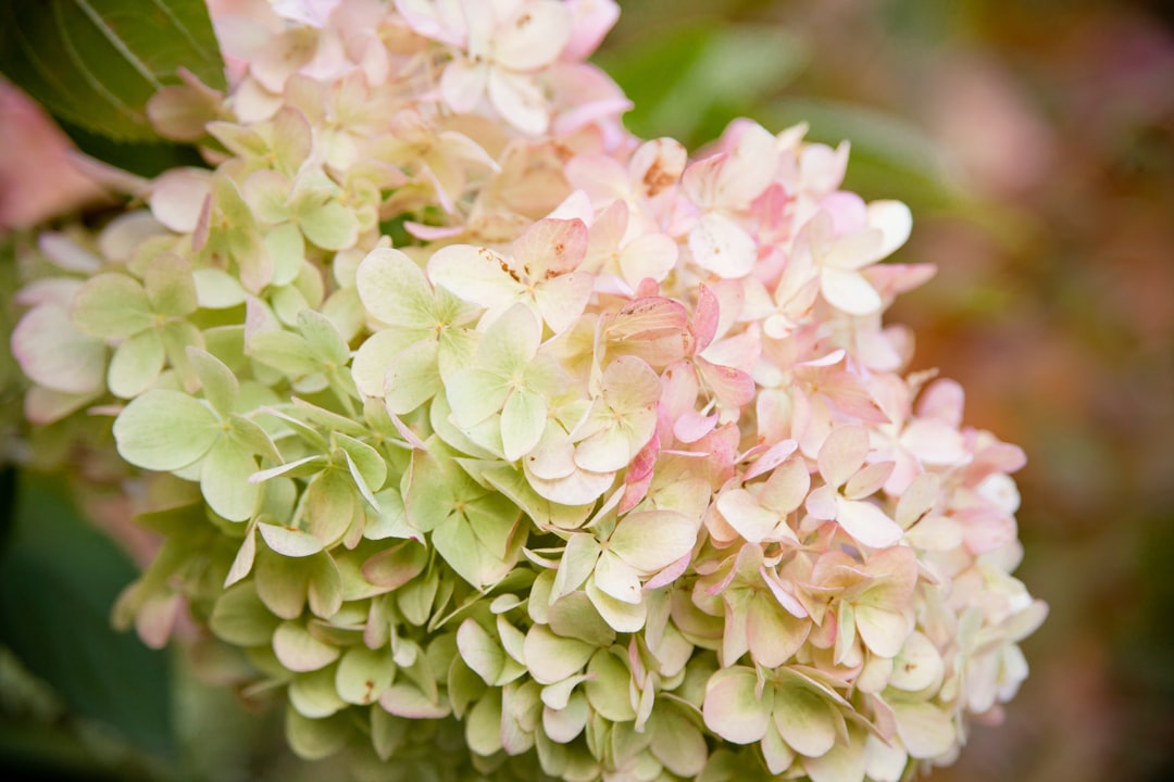 découvrez pourquoi les fleurs d'hortensia changent de couleur et comment influencer leur teinte grâce au ph du sol.