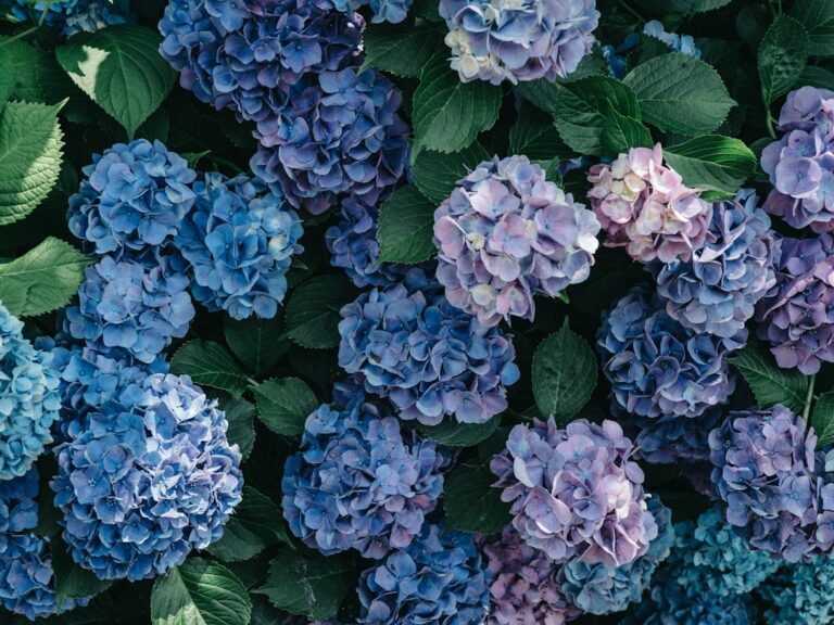 découvrez tout sur les hortensias : conseils de culture, entretien, variétés et astuces pour un jardin coloré et fleuri tout au long de l'année.