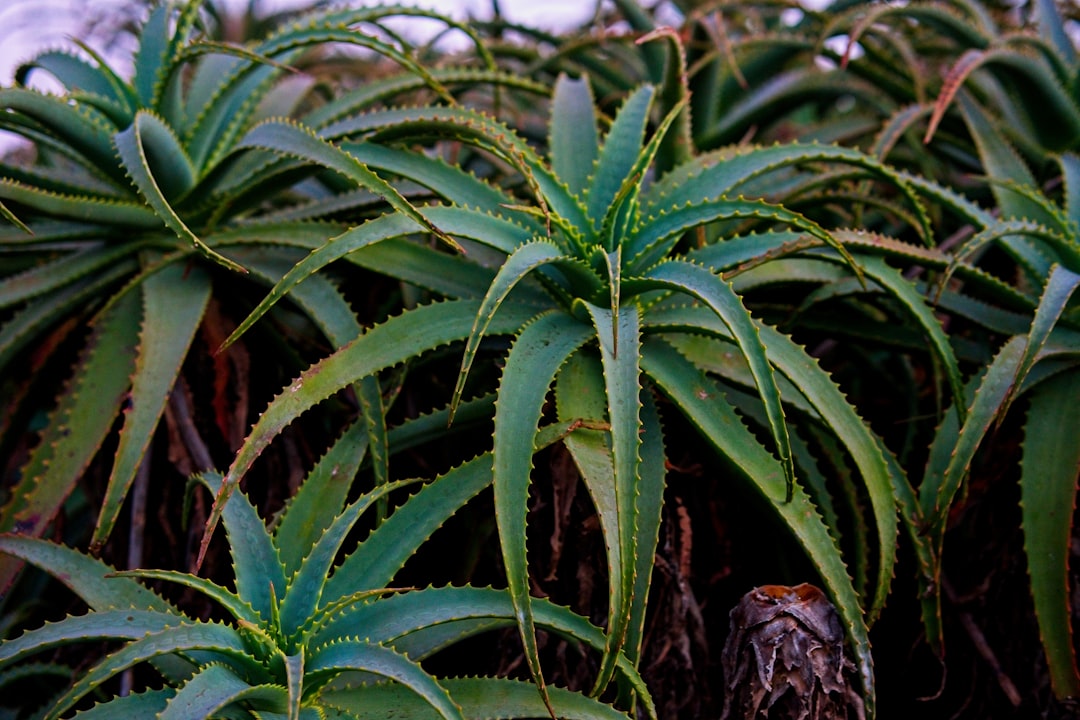 découvrez les informations essentielles sur les plantes illégales, leurs risques, et les réglementations en vigueur pour mieux comprendre pourquoi elles sont interdites.