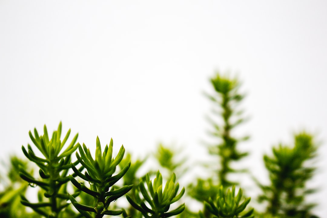 découvrez tout ce qu'il faut savoir sur les plantes illégales, leurs risques, et les réglementations en vigueur pour les identifier et les éviter.