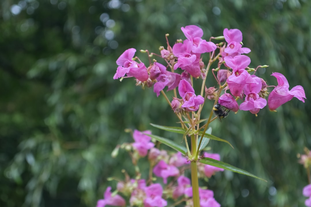 découvrez les impatiens, des fleurs colorées et faciles à cultiver, parfaites pour égayer vos jardins et balconnières toute l'année.