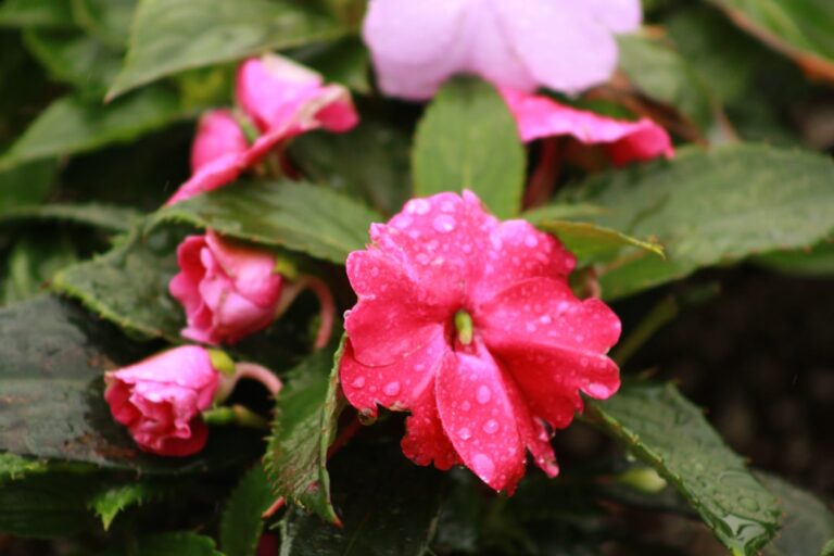 découvrez tout sur les impatiens, ces fleurs colorées et faciles à entretenir, parfaites pour égayer vos jardins et balcons tout au long de la saison.