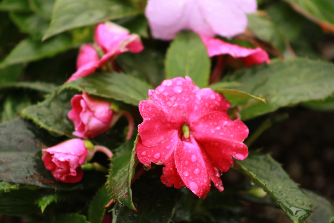 découvrez tout sur les impatiens, ces fleurs colorées et faciles à entretenir, parfaites pour égayer vos jardins et balcons tout au long de la saison.