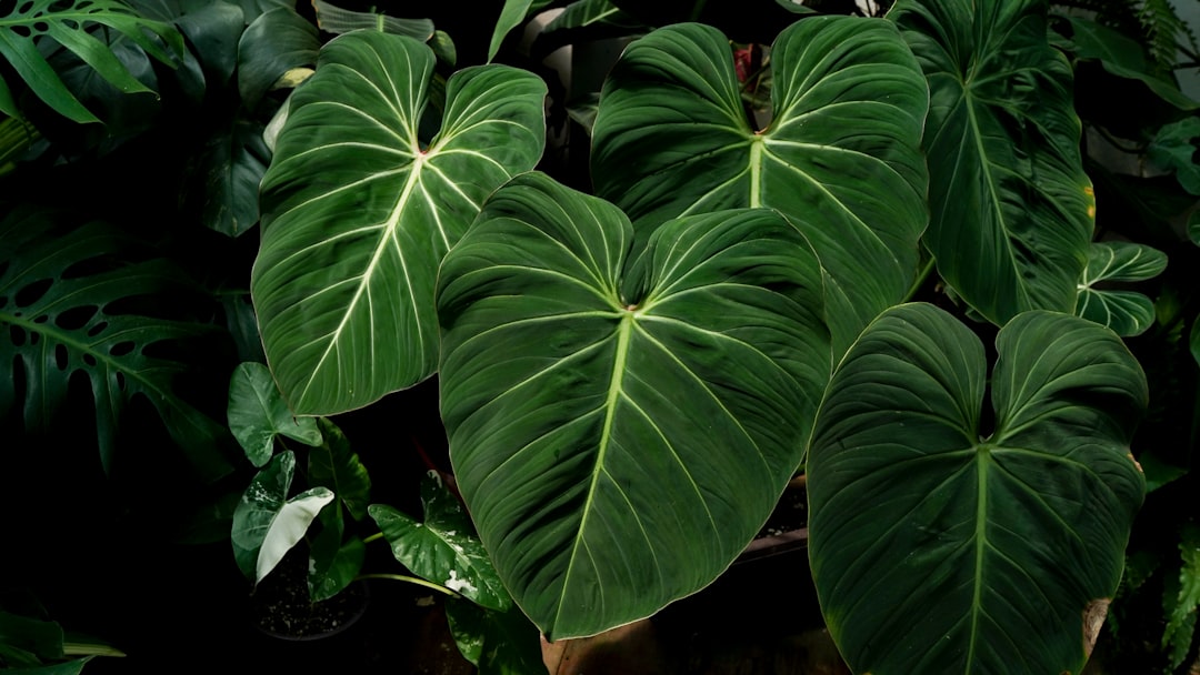 découvrez les meilleures astuces et conseils pour réussir votre jardinage d'intérieur et embellir votre intérieur toute l'année.