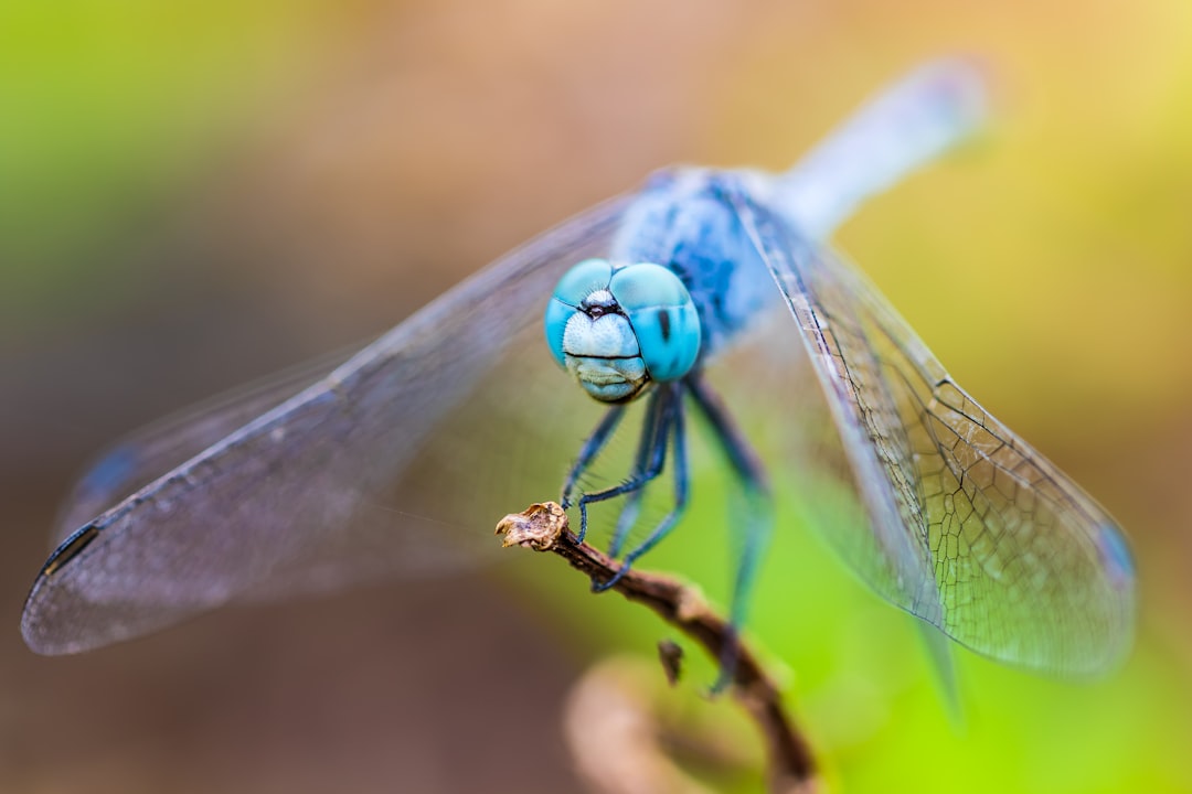 découvrez des plantes fascinantes qui attirent les insectes, favorisant la biodiversité de votre jardin. apprenez à créer un écosystème florissant en choisissant les meilleures espèces pour attirer abeilles, papillons et autres pollinisateurs.