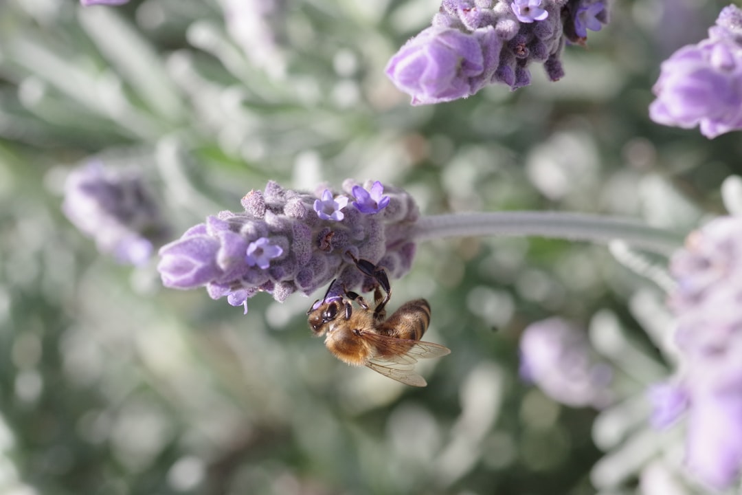découvrez les plantes qui attirent les insectes et favorisent la biodiversité de votre jardin. apprenez à sélectionner les espèces qui attireront abeilles, papillons et autres pollinisateurs essentiels pour un écosystème sain.