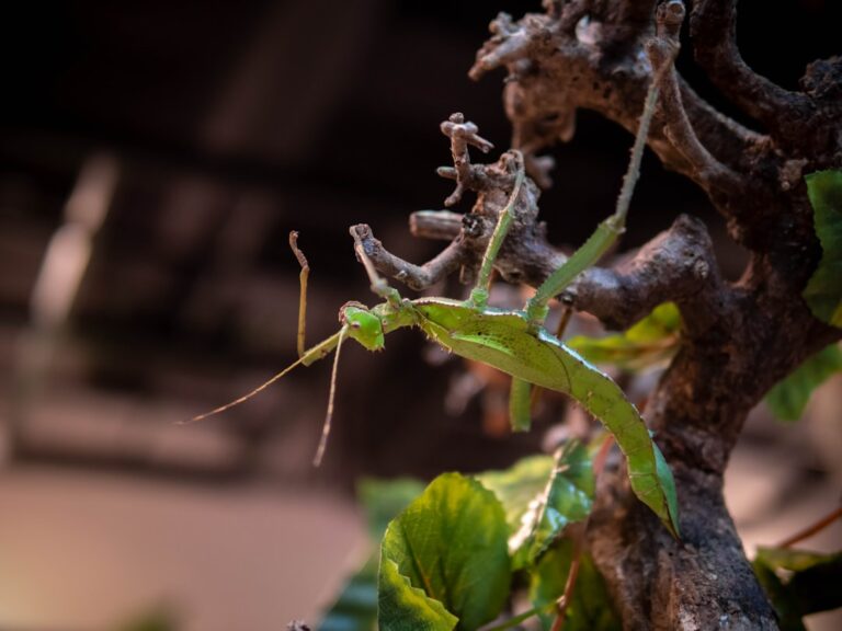découvrez notre sanctuaire d'insectes, un refuge naturel dédié à la protection et à l'observation des insectes dans leur habitat naturel.