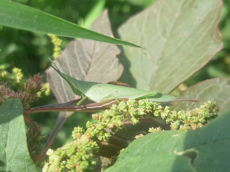 découvrez notre gamme efficace d'insecticides pour protéger votre maison et votre jardin contre les insectes nuisibles. solution rapide et durable pour un environnement sain.