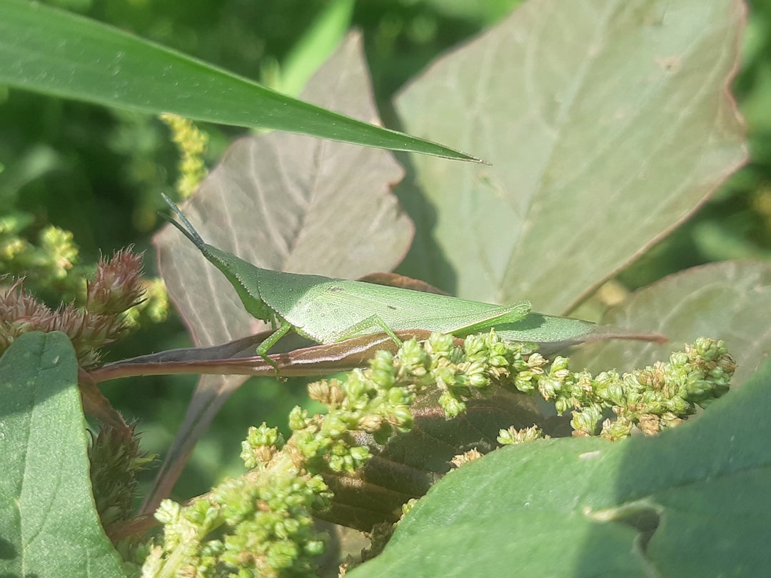 découvrez notre gamme efficace d'insecticides pour protéger votre maison et votre jardin contre les insectes nuisibles. solution rapide et durable pour un environnement sain.