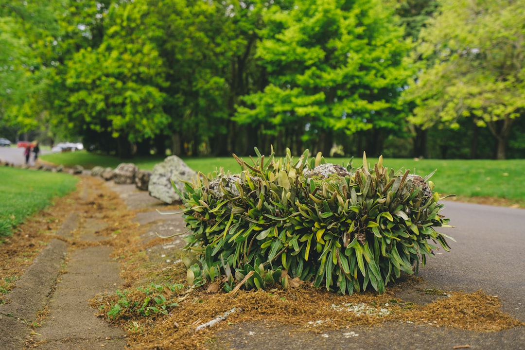 découvrez des méthodes efficaces de gestion des plantes envahissantes pour préserver la biodiversité et protéger vos espaces naturels.