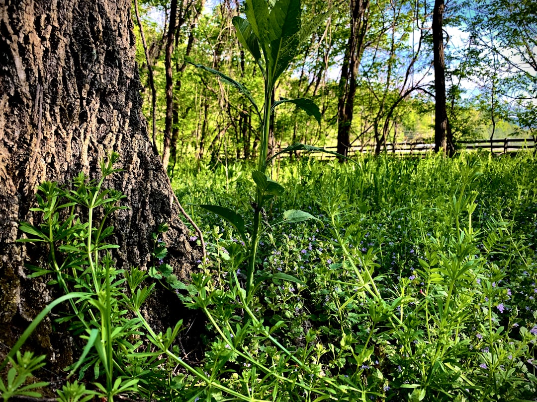 gestion des plantes envahissantes : méthodes efficaces pour contrôler et éradiquer les espèces végétales invasives afin de préserver la biodiversité.
