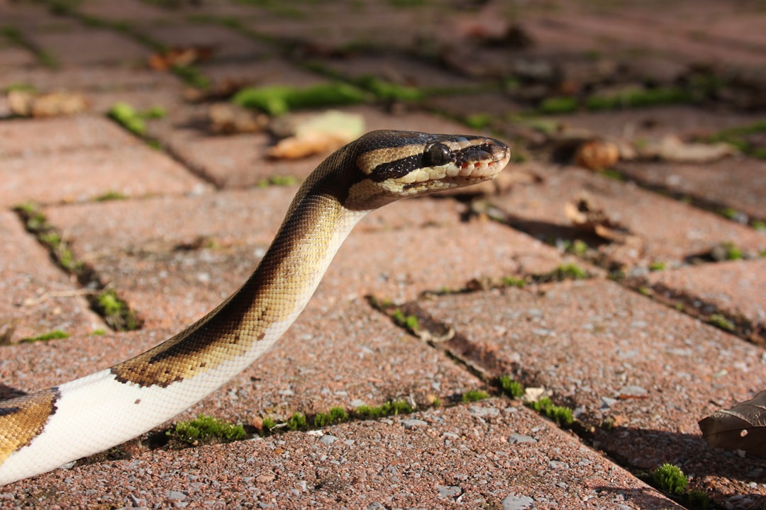 découvrez les dangers des serpents envahissants, leur impact sur l'écosystème et comment les identifier pour mieux les contrôler.