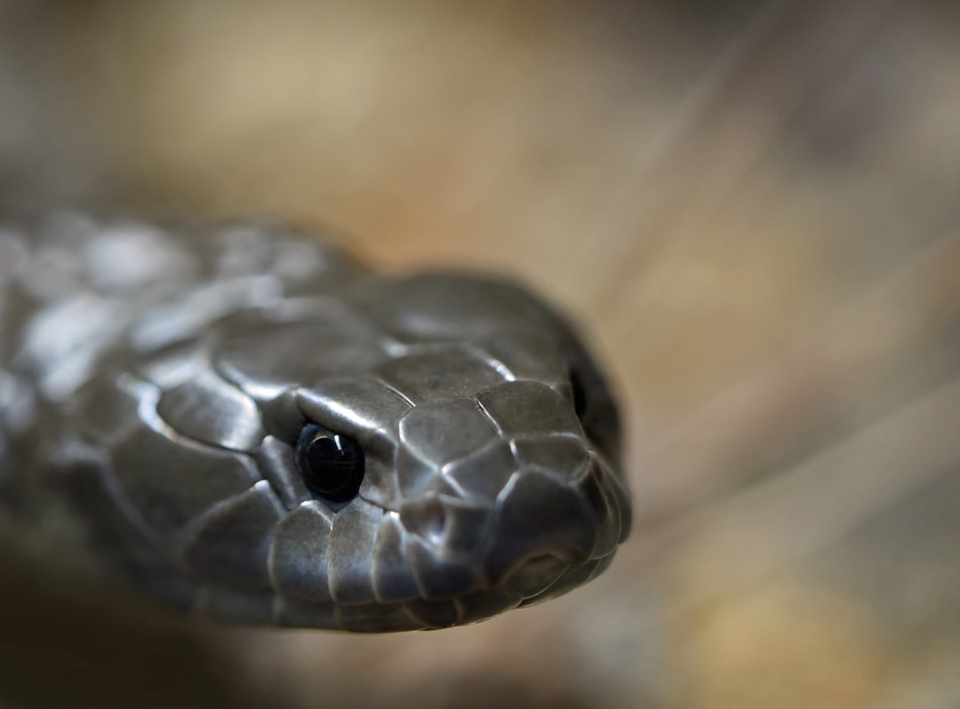 découvrez les dangers des serpents invasifs, leur impact sur l'écosystème et comment les identifier pour mieux les contrôler.