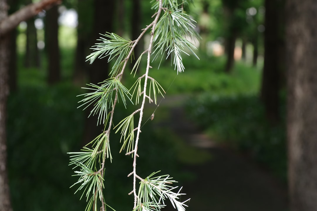 découvrez tout sur la renouée du japon, une plante envahissante aux impacts écologiques et moyens efficaces pour la contrôler et l'éliminer.