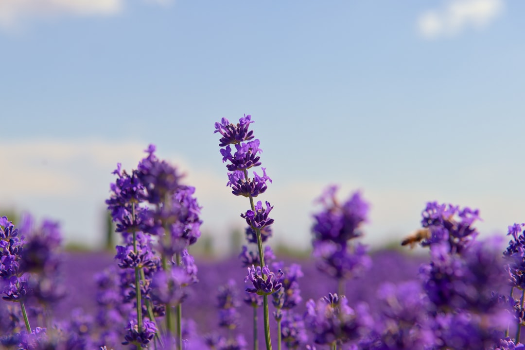 découvrez les bienfaits apaisants de la lavande, plante emblématique reconnue pour ses propriétés relaxantes et son parfum délicat.