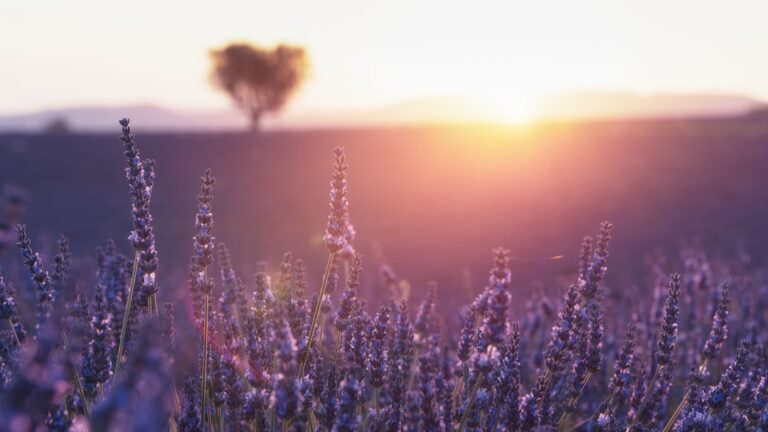 découvrez les bienfaits apaisants de la lavande, une plante aux multiples vertus pour la santé, le bien-être et la maison.