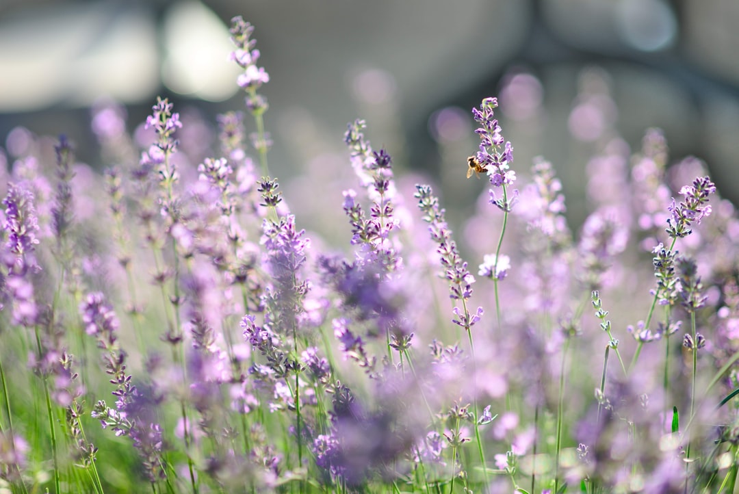 découvrez comment tailler la lavande efficacement pour favoriser sa croissance et maintenir une plante saine et fleurie tout au long de la saison.