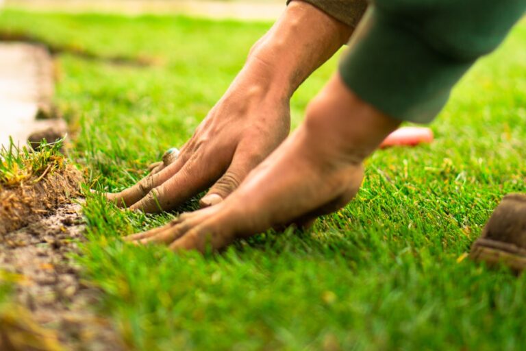 découvrez nos conseils et astuces pour entretenir votre pelouse, du semis à la tonte, et profitez d'un jardin verdoyant toute l'année.