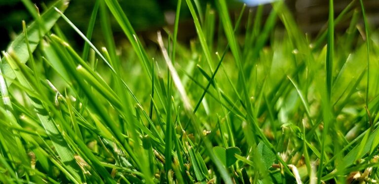 découvrez nos conseils essentiels pour l'entretien de votre pelouse et obtenez un gazon verdoyant et en bonne santé toute l'année.