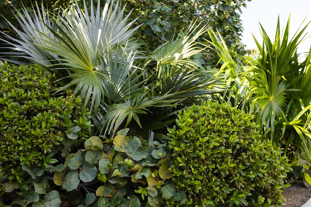 découvrez les techniques de plantation en couches pour créer des jardins riches, diversifiés et esthétiques, optimisant l'espace et la croissance des plantes.