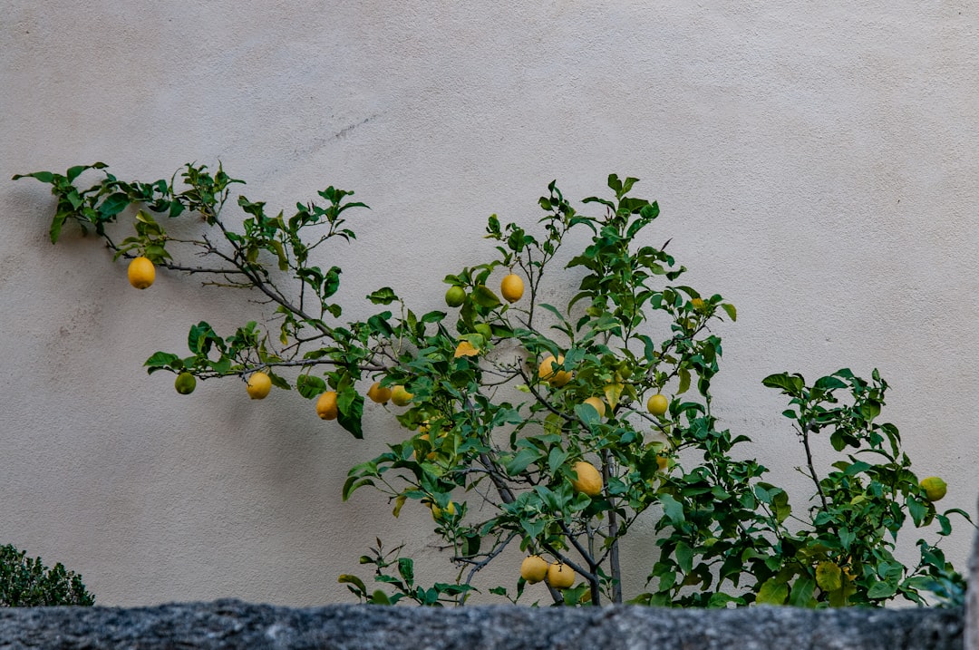 découvrez lemon tree revival, un groupe qui redonne vie aux classiques avec énergie et passion. plongez dans leur univers musical unique et captivant.