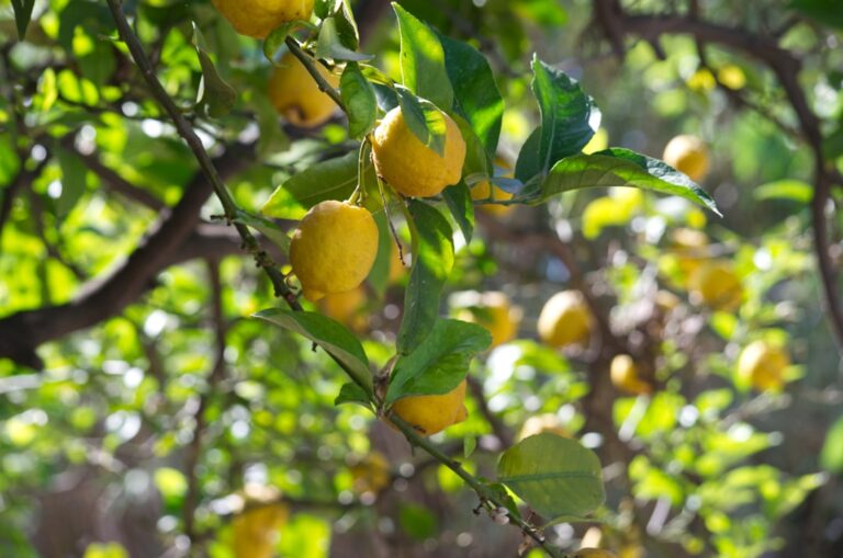 découvrez lemon tree revival, un groupe emblématique qui ravive le charme du rock classique avec des sonorités modernes et une énergie contagieuse.