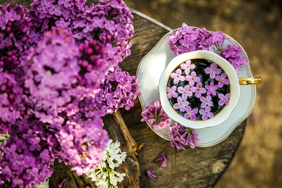 découvrez l'univers apaisant du lilas, une plante emblématique aux fleurs parfumées et colorées. plongez dans ses bienfaits, son entretien et ses variétés pour embellir votre jardin.