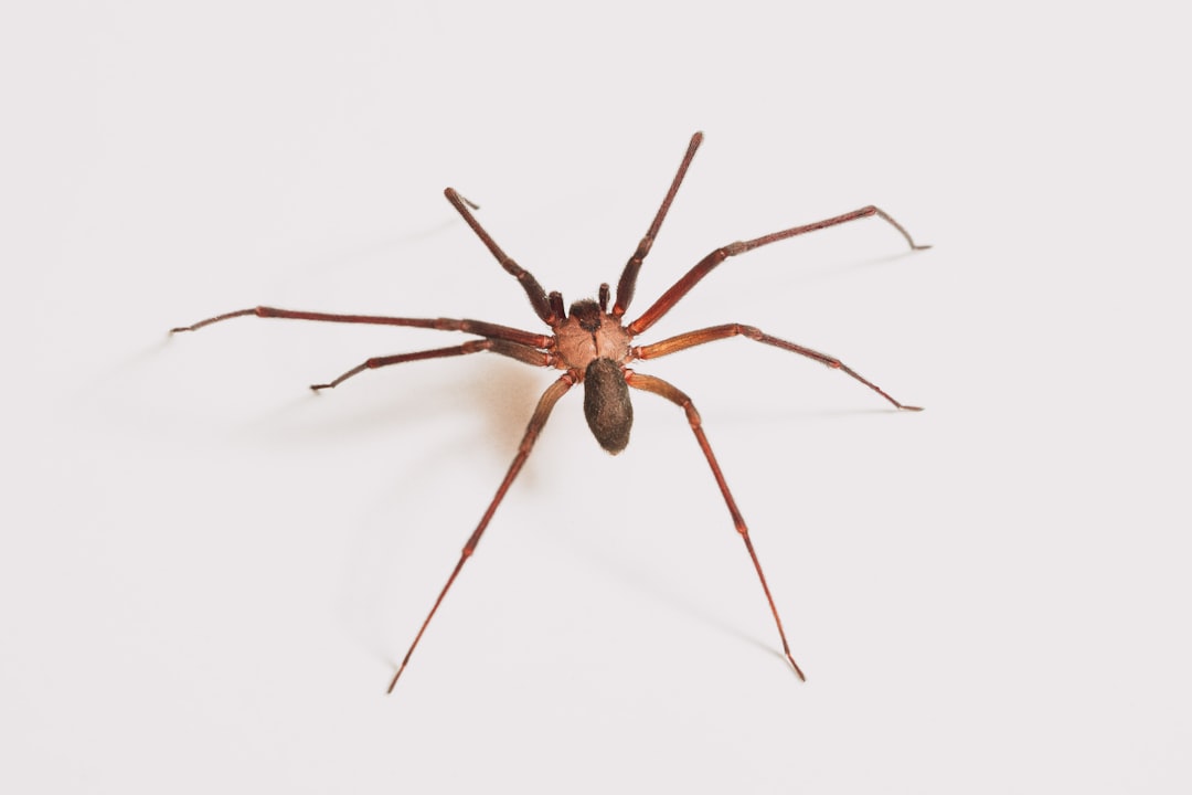 informations essentielles sur la morsure d'araignée loxosceles : symptômes, traitement et conseils pour éviter les complications.