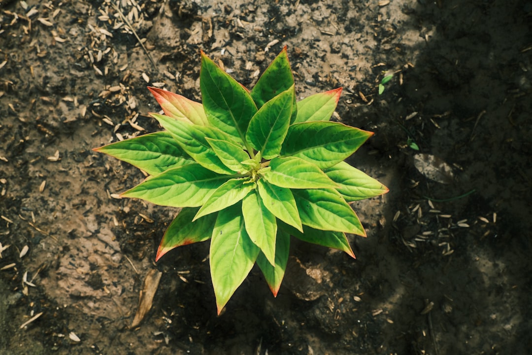 découvrez mandrake, une distribution linux simple et puissante, idéale pour les débutants comme pour les experts. profitez d'une expérience utilisateur fluide et sécurisée.