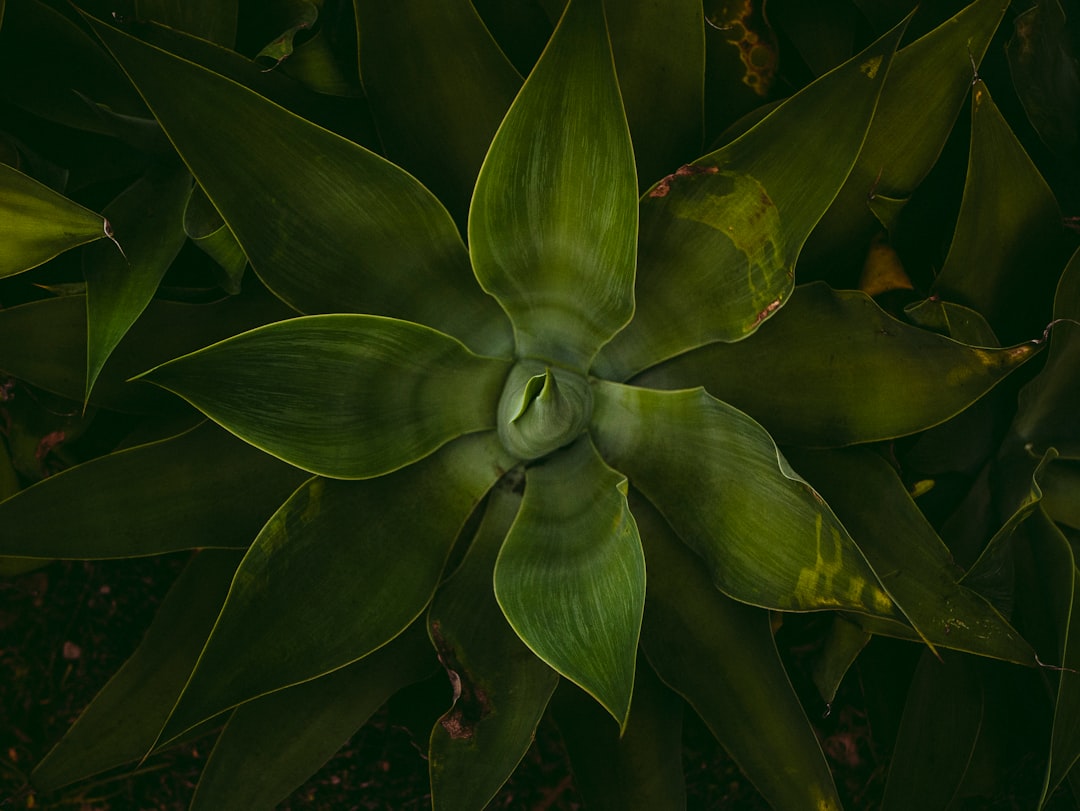 découvrez mandrake, une distribution linux conviviale et puissante, idéale pour les débutants comme pour les utilisateurs avancés.